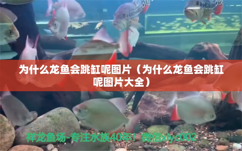 為什么龍魚(yú)會(huì)跳缸呢圖片（為什么龍魚(yú)會(huì)跳缸呢圖片大全）