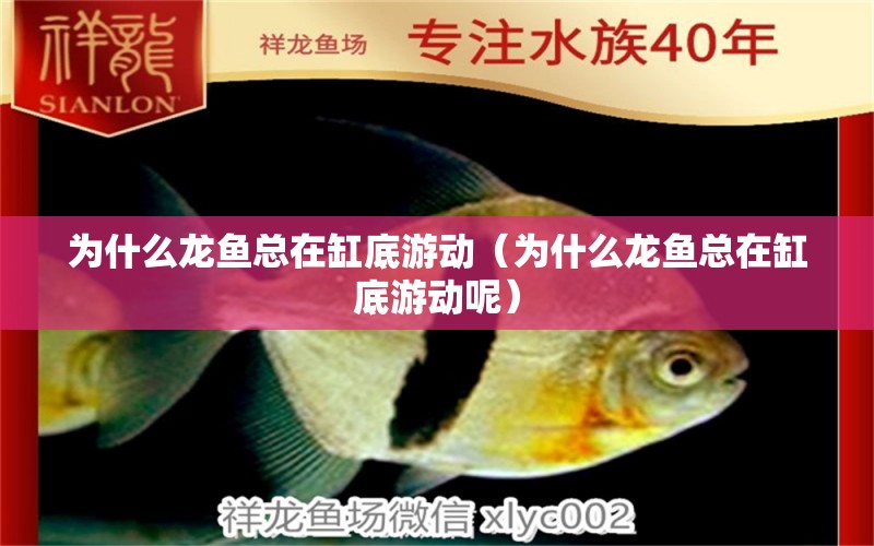 為什么龍魚總在缸底游動（為什么龍魚總在缸底游動呢） 廣州龍魚批發(fā)市場