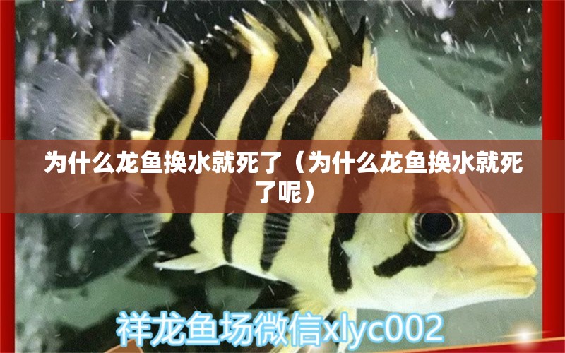 為什么龍魚換水就死了（為什么龍魚換水就死了呢） 金三間魚