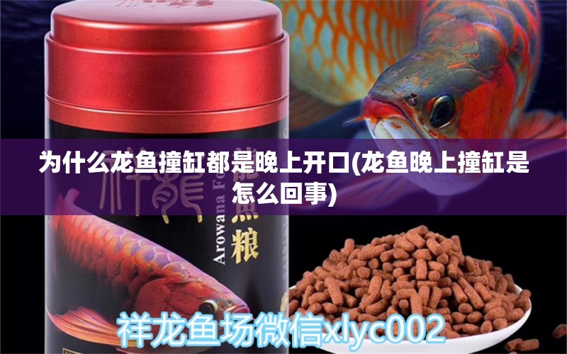 為什么龍魚撞缸都是晚上開口(龍魚晚上撞缸是怎么回事) 黑桃A魚苗