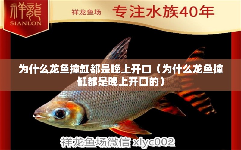 為什么龍魚撞缸都是晚上開口（為什么龍魚撞缸都是晚上開口的）