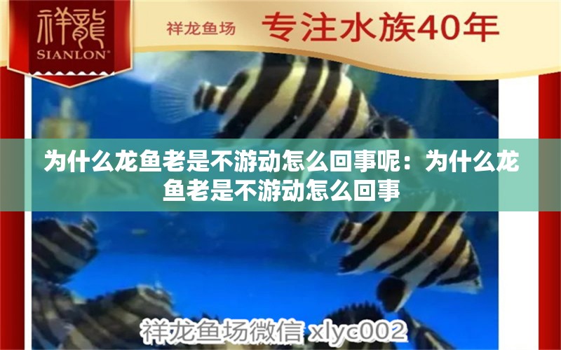 為什么龍魚老是不游動怎么回事呢：為什么龍魚老是不游動怎么回事 龍魚百科 第2張