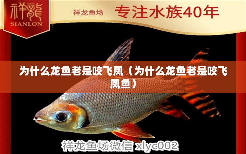 為什么龍魚老是咬飛鳳（為什么龍魚老是咬飛鳳魚）