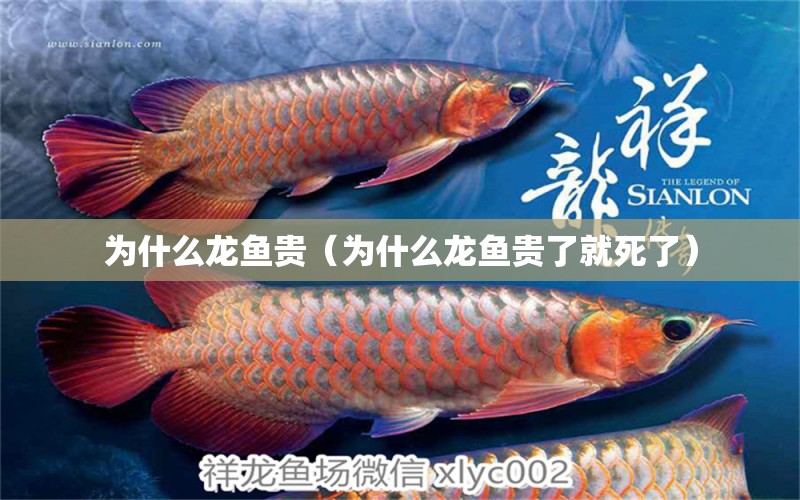 為什么龍魚貴（為什么龍魚貴了就死了） 龍魚疾病與治療