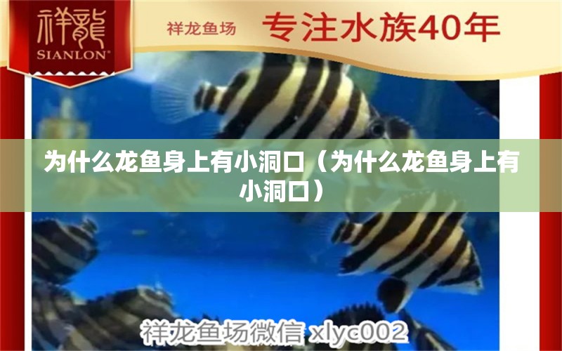 為什么龍魚(yú)身上有小洞口（為什么龍魚(yú)身上有小洞口）