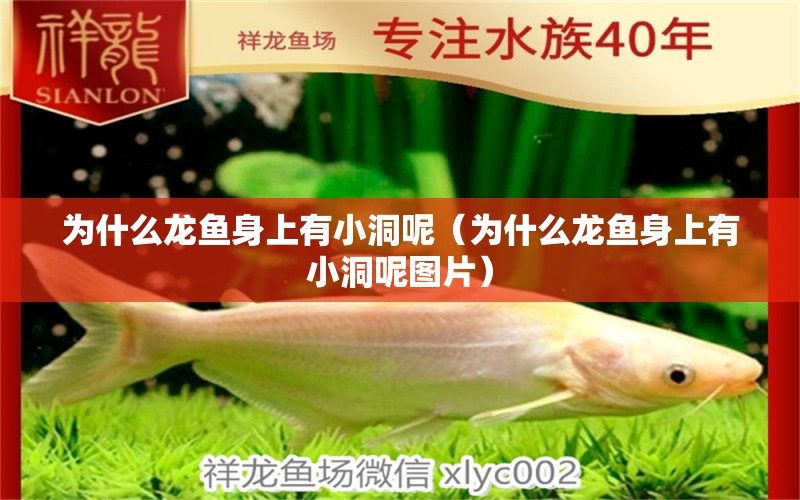 為什么龍魚(yú)身上有小洞呢（為什么龍魚(yú)身上有小洞呢圖片）