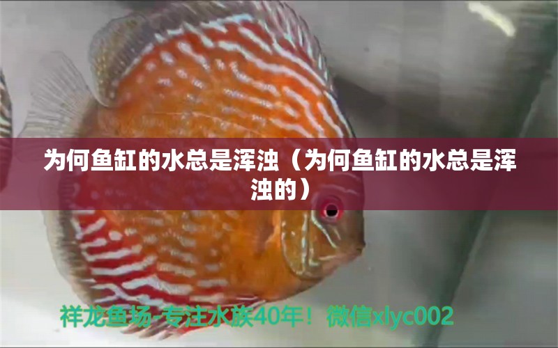 為何魚缸的水總是渾濁（為何魚缸的水總是渾濁的）