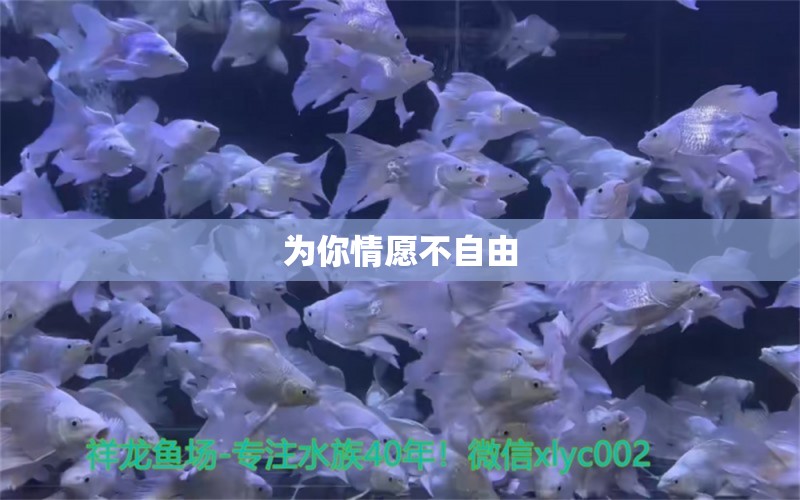 為你情愿不自由