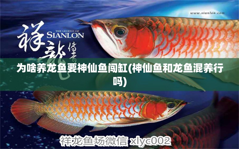 為啥養(yǎng)龍魚要神仙魚闖缸(神仙魚和龍魚混養(yǎng)行嗎) 大白鯊魚苗