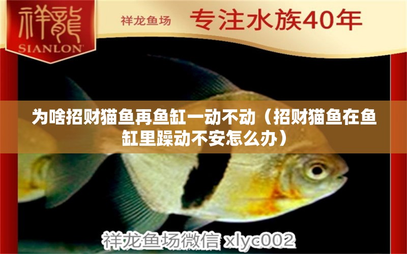 為啥招財貓魚再魚缸一動不動（招財貓魚在魚缸里躁動不安怎么辦）