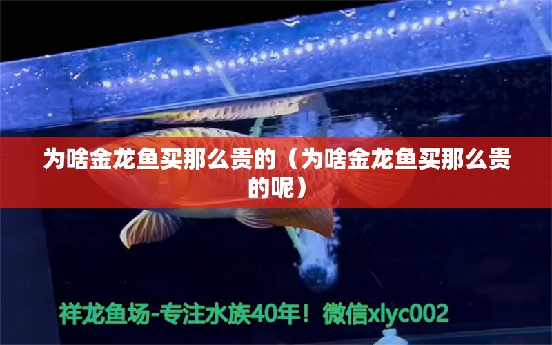 為啥金龍魚買那么貴的（為啥金龍魚買那么貴的呢）