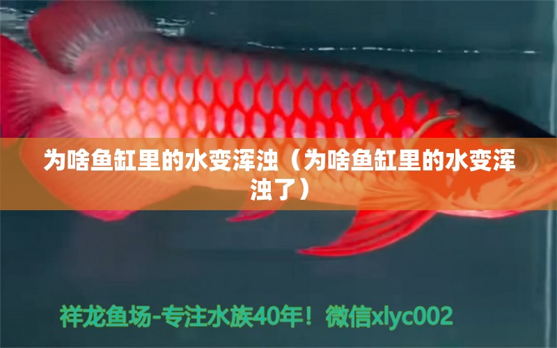 為啥魚缸里的水變渾濁（為啥魚缸里的水變渾濁了）