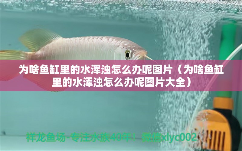 為啥魚缸里的水渾濁怎么辦呢圖片（為啥魚缸里的水渾濁怎么辦呢圖片大全）