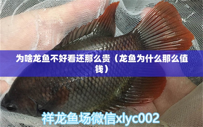 為啥龍魚不好看還那么貴（龍魚為什么那么值錢） 廣州龍魚批發(fā)市場(chǎng)