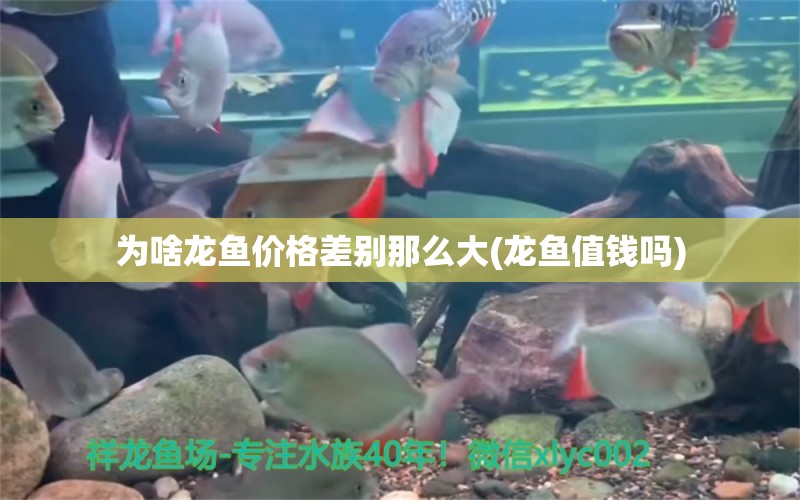 為啥龍魚價(jià)格差別那么大(龍魚值錢嗎)