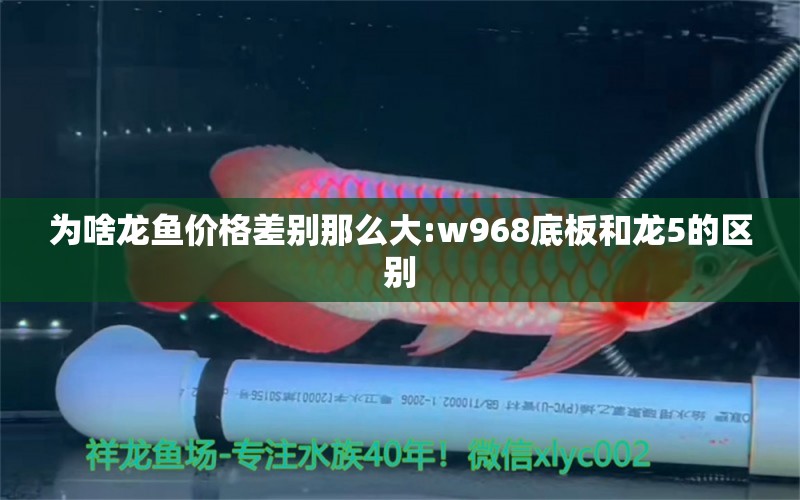 為啥龍魚價(jià)格差別那么大:w968底板和龍5的區(qū)別