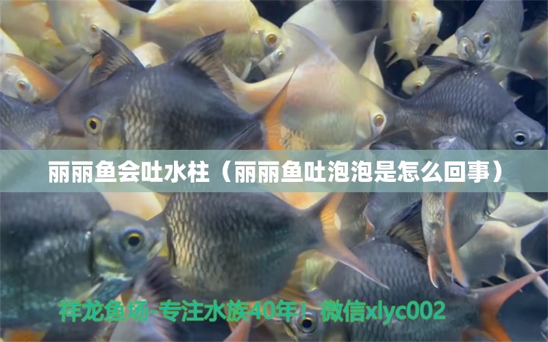 麗麗魚會吐水柱（麗麗魚吐泡泡是怎么回事）