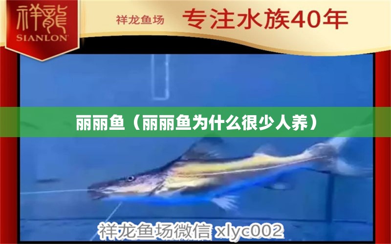 麗麗魚（麗麗魚為什么很少人養(yǎng)） 觀賞魚