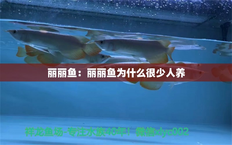 麗麗魚：麗麗魚為什么很少人養(yǎng)