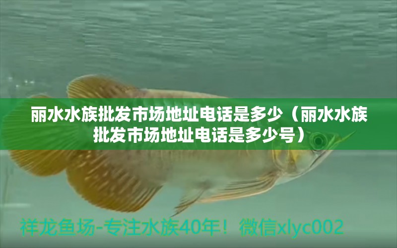 麗水水族批發(fā)市場(chǎng)地址電話是多少（麗水水族批發(fā)市場(chǎng)地址電話是多少號(hào)）