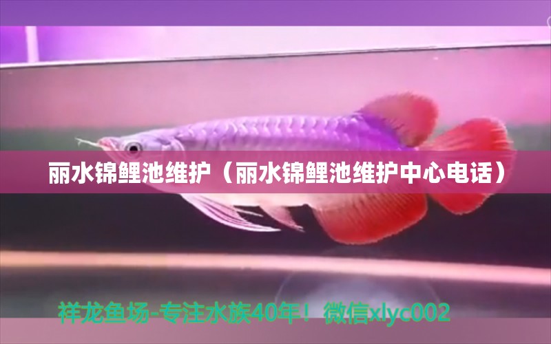 麗水錦鯉池維護（麗水錦鯉池維護中心電話） 祥龍魚場