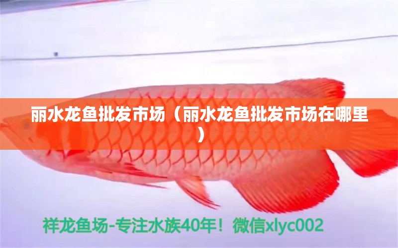 麗水龍魚批發(fā)市場(chǎng)（麗水龍魚批發(fā)市場(chǎng)在哪里） 龍魚批發(fā)