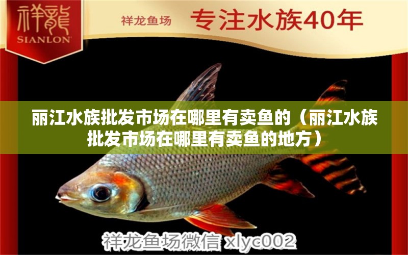 麗江水族批發(fā)市場在哪里有賣魚的（麗江水族批發(fā)市場在哪里有賣魚的地方）