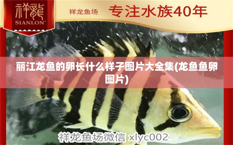 麗江龍魚的卵長什么樣子圖片大全集(龍魚魚卵圖片) 黃金斑馬魚