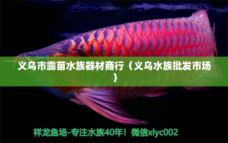 義烏市露苗水族器材商行（義烏水族批發(fā)市場） 觀賞魚水族批發(fā)市場