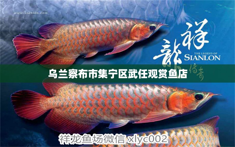 烏蘭察布市集寧區(qū)武任觀賞魚店 全國(guó)水族館企業(yè)名錄