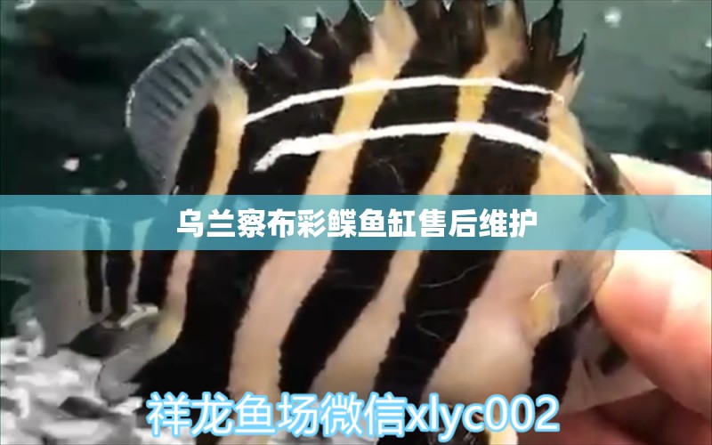 烏蘭察布彩鰈魚缸售后維護(hù) 彩鰈魚缸（彩蝶魚缸）