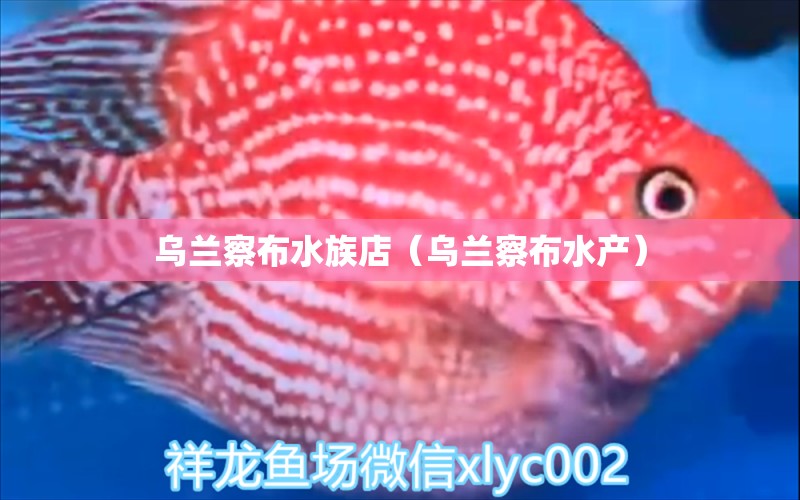 烏蘭察布水族店（烏蘭察布水產(chǎn)） 觀賞魚市場