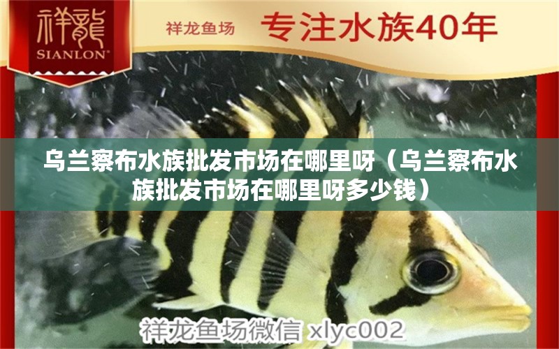 烏蘭察布水族批發(fā)市場(chǎng)在哪里呀（烏蘭察布水族批發(fā)市場(chǎng)在哪里呀多少錢）