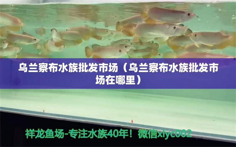 烏蘭察布水族批發(fā)市場(chǎng)（烏蘭察布水族批發(fā)市場(chǎng)在哪里） 觀賞魚水族批發(fā)市場(chǎng)