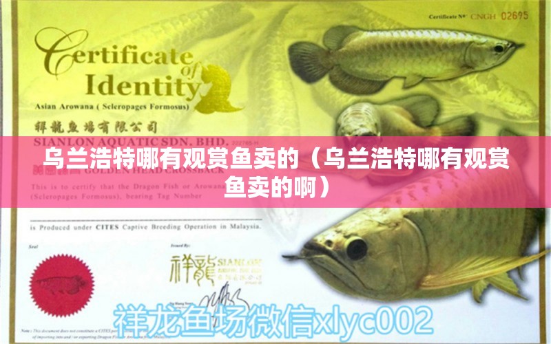 烏蘭浩特哪有觀賞魚賣的（烏蘭浩特哪有觀賞魚賣的?。?觀賞魚市場（混養(yǎng)魚）