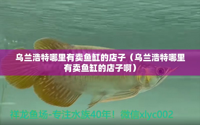 烏蘭浩特哪里有賣魚缸的店子（烏蘭浩特哪里有賣魚缸的店子?。? title=