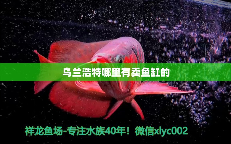 烏蘭浩特哪里有賣魚缸的