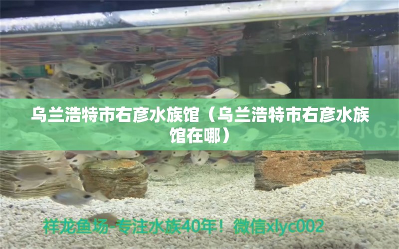 烏蘭浩特市右彥水族館（烏蘭浩特市右彥水族館在哪） 全國(guó)水族館企業(yè)名錄