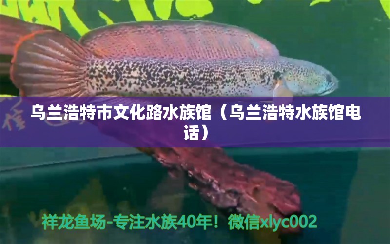 烏蘭浩特市文化路水族館（烏蘭浩特水族館電話） 全國(guó)水族館企業(yè)名錄