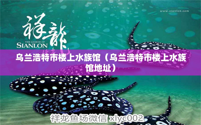 烏蘭浩特市樓上水族館（烏蘭浩特市樓上水族館地址） 全國(guó)水族館企業(yè)名錄