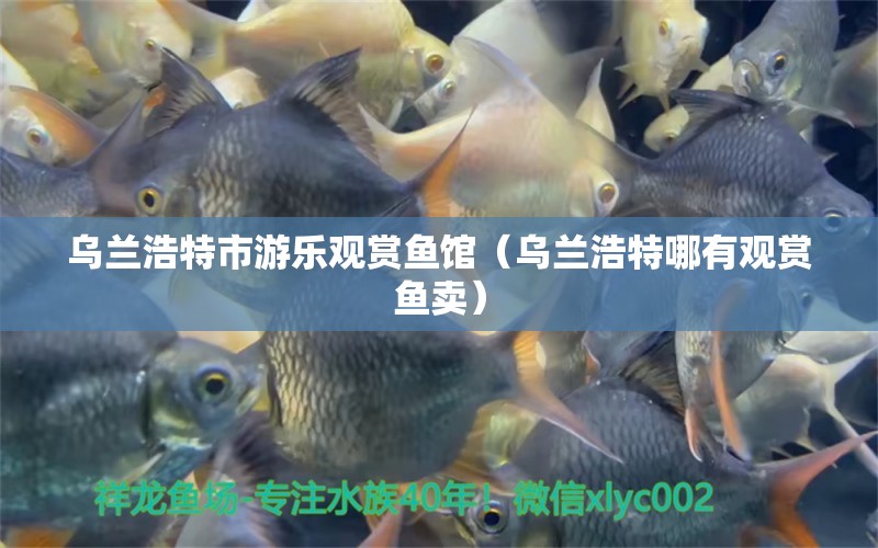 烏蘭浩特市游樂觀賞魚館（烏蘭浩特哪有觀賞魚賣） 全國水族館企業(yè)名錄