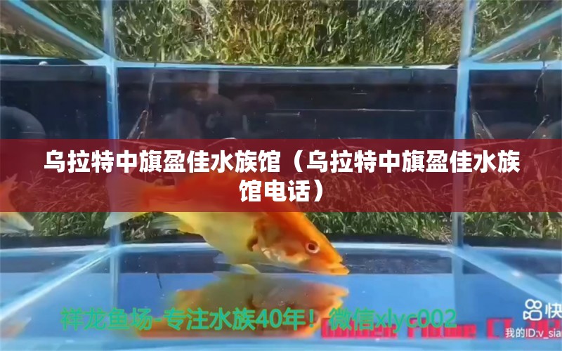 烏拉特中旗盈佳水族館（烏拉特中旗盈佳水族館電話） 全國水族館企業(yè)名錄