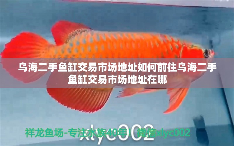 烏海二手魚缸交易市場地址如何前往烏海二手魚缸交易市場地址在哪