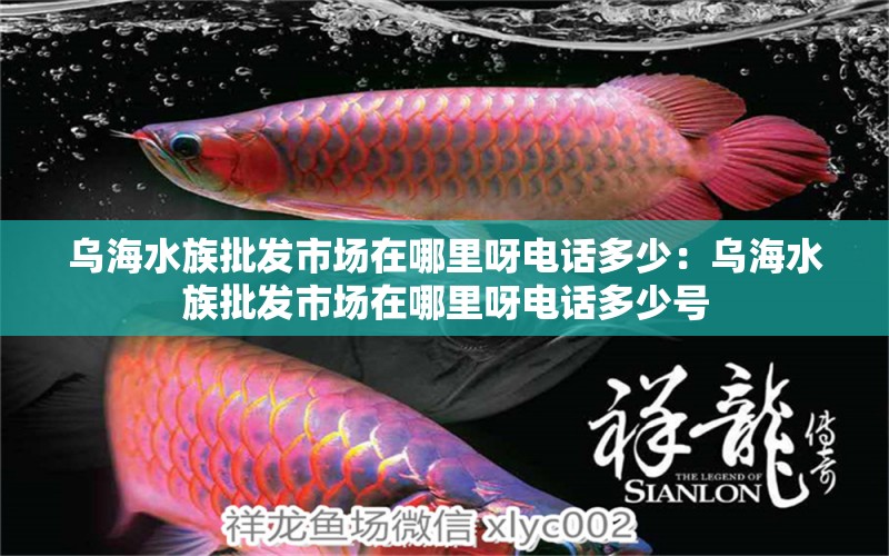 烏海水族批發(fā)市場(chǎng)在哪里呀電話多少：烏海水族批發(fā)市場(chǎng)在哪里呀電話多少號(hào) 觀賞魚(yú)水族批發(fā)市場(chǎng)