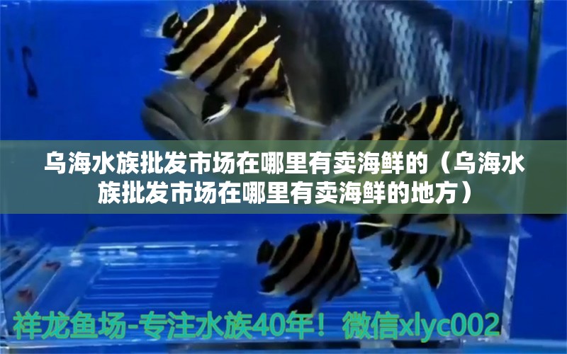 烏海水族批發(fā)市場在哪里有賣海鮮的（烏海水族批發(fā)市場在哪里有賣海鮮的地方）