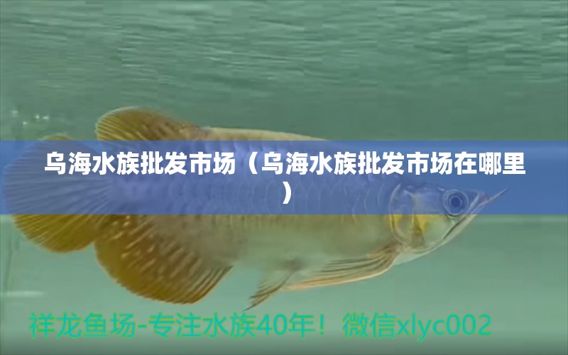 烏海水族批發(fā)市場(chǎng)（烏海水族批發(fā)市場(chǎng)在哪里） 觀賞魚(yú)水族批發(fā)市場(chǎng)