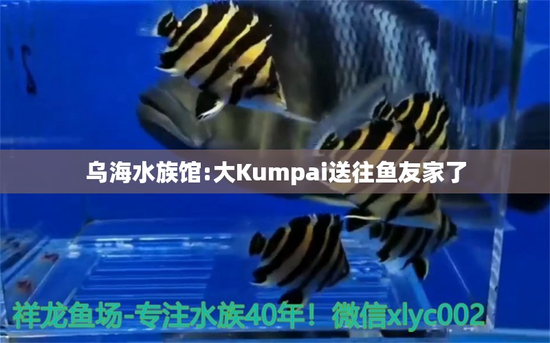 烏海水族館:大Kumpai送往魚友家了 祥龍水族護理水