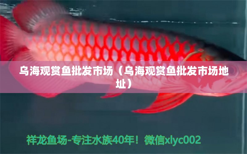 烏海觀賞魚批發(fā)市場(chǎng)（烏海觀賞魚批發(fā)市場(chǎng)地址）