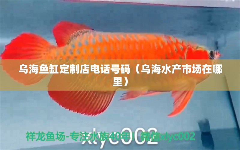 烏海魚(yú)缸定制店電話(huà)號(hào)碼（烏海水產(chǎn)市場(chǎng)在哪里） 海水魚(yú)（海水魚(yú)批發(fā)）