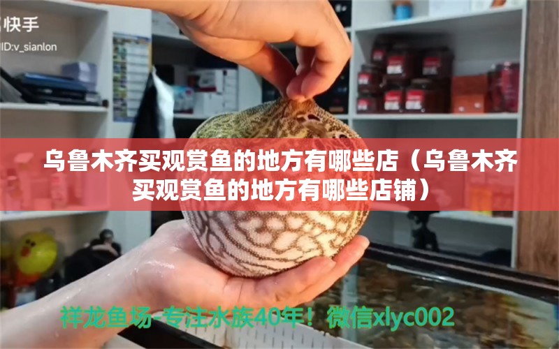 烏魯木齊買觀賞魚的地方有哪些店（烏魯木齊買觀賞魚的地方有哪些店鋪）